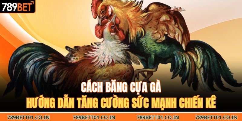 Cách Băng Cựa Gà | Hướng Dẫn Tăng Cường Sức Mạnh Chiến Kê