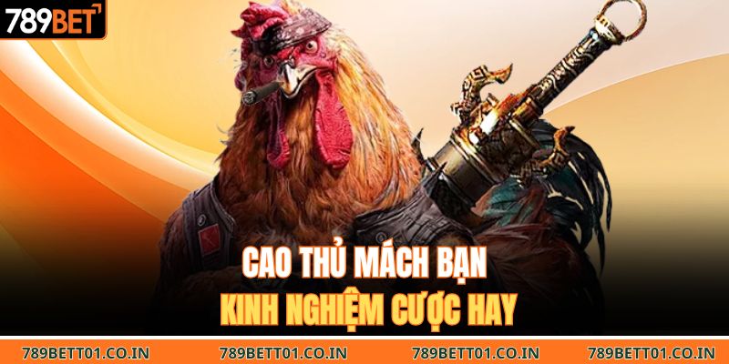 Cao thủ mách bạn kinh nghiệm cược hay