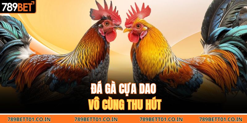 Đá gà cựa dao vô cùng thu hút