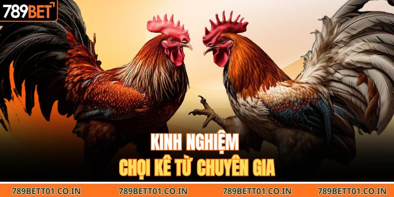 Kinh nghiệm chọi kê từ chuyên gia