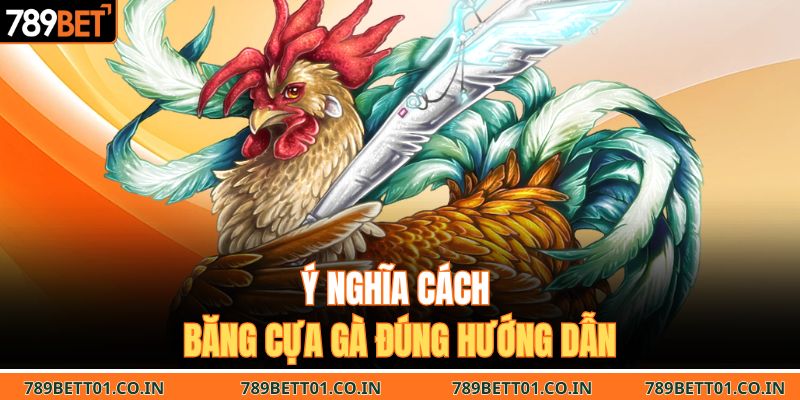 Ý nghĩa cách băng cựa gà đúng hướng dẫn